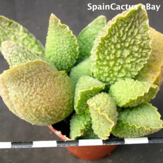 Adromischus Marianiae Cv.  Limax Arion King Size Hybrid Rare Succulent Plant 23/6