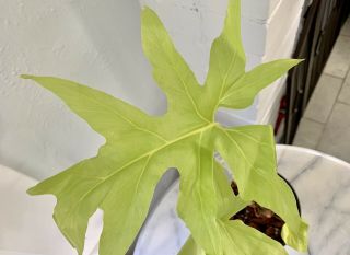Rare Philodendron Warscewiczii Aurea Flavum - GORGEOUS LEAVES 3