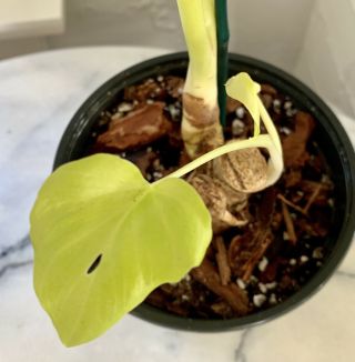 Rare Philodendron Warscewiczii Aurea Flavum - GORGEOUS LEAVES 4