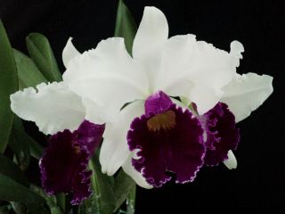 Rare Orchids - Lc Ecstacy 