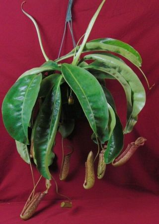 Nepenthes Miranda Plant 8 " Pot Rare Lowland Carnivorous Pitcher Plant (hnr)