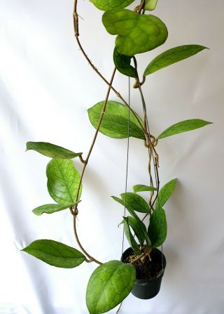 Hoya Spp No3,  1 Pot Rooted Plant 20 - 22 Inches Very Rare