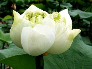 Uncle Chan White Lotus Seed Rare Water Lily Nelumbo Nucifera Aquatic Exotic