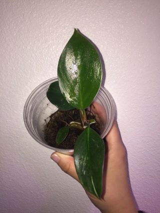 Extreme Rare - Philodendron 
