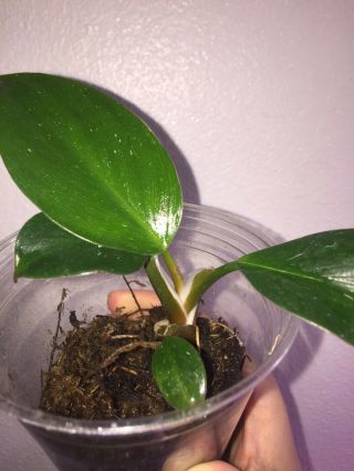 Extreme Rare - Philodendron ' White Knight ' Variegated Aroid Htf Htg 2