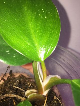 Extreme Rare - Philodendron ' White Knight ' Variegated Aroid Htf Htg 3