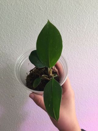 Extreme Rare - Philodendron ' White Knight ' Variegated Aroid Htf Htg 4