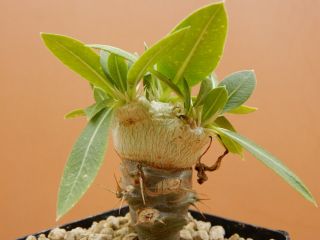Pachypodium Brevicaule - Succulent - Caudex - Very Rare - Madagascar - Seedling
