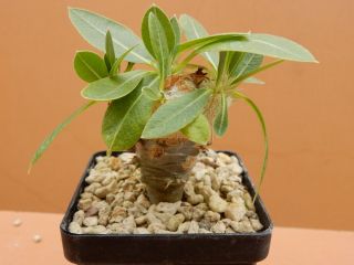 Pachypodium brevicaule - Succulent - Caudex - Very Rare - Madagascar - Seedling 2