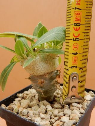 Pachypodium brevicaule - Succulent - Caudex - Very Rare - Madagascar - Seedling 3