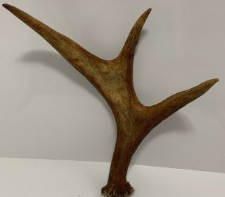 Vintage 3 Point Small Moose Antler Taxidermy Animal Horn Cabin Decor Rare