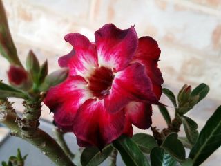 Adenium Desert Rose Grow From Seed Bonsai Very Rare 061