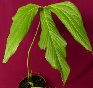 Anthurium Falcatum Rare Aroid Plant Philodendron