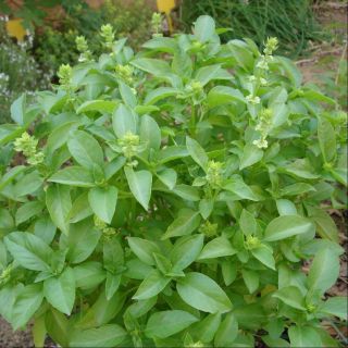 Lime Basil,  Ocimum Basilicum,  Rare,  Non - Gmo,  Variety Sizes,
