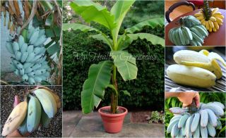 Seeds - Extremely Rare Semi - Dwarf " Blue Java " Or Named Ice Cream Banana,  Zone 8