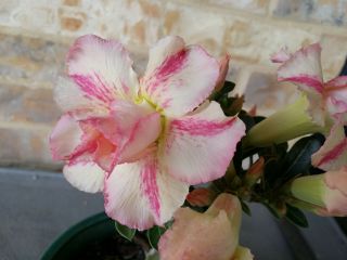 Adenium Desert Rose Grow From Seed Bonsai Very Rare 036