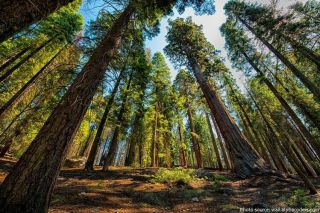 200 Rare Viable Tree Seeds Sequoiadendron Giganteum (giant Sequoia Redwood Tree)