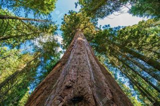 200 Rare viable tree seeds Sequoiadendron giganteum (Giant Sequoia Redwood Tree) 2
