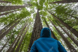 200 Rare viable tree seeds Sequoiadendron giganteum (Giant Sequoia Redwood Tree) 3