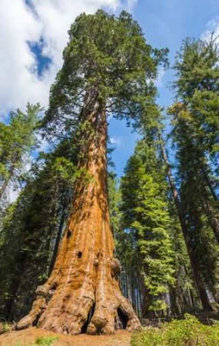 200 Rare viable tree seeds Sequoiadendron giganteum (Giant Sequoia Redwood Tree) 4