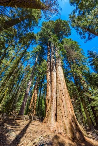 200 Rare viable tree seeds Sequoiadendron giganteum (Giant Sequoia Redwood Tree) 5