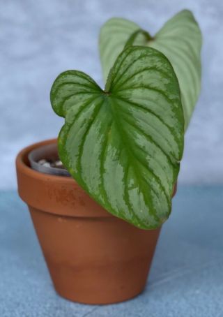 Rare Philodendron Mamei Silver Leaves Aroid Plant.  Collectors Philodendron