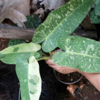 Philodendron Jose Buono Variegated Rare