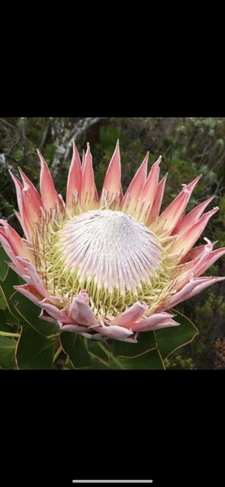 Rare Rooted Protea King Pink Summer Not Seeds.  It’s A Live Protea Plant
