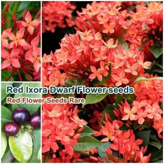 Red Ixora Dwarf Flower 25 Seeds Ixora Red Ixora Coccinea Red Flower Seeds Rare