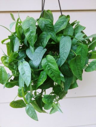 Rare Pothos Epipremnum Pinnatum ‘cebu Blue’ 2 Cuttings House Plant