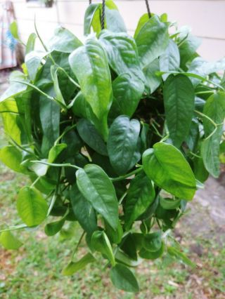 Rare Pothos Epipremnum pinnatum ‘Cebu Blue’ 2 Cuttings House plant 3