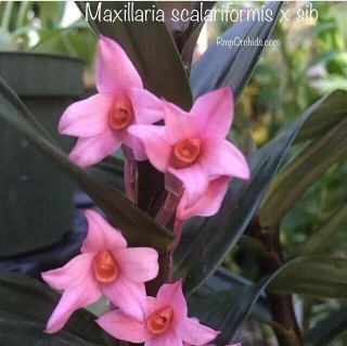 Maxillaria Scalariformis Unique Rare Orchid Species Panama Rainforest Plant