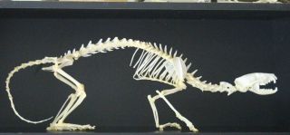 Rare Taxidermy Palm Civet Skeleton Bone Museum Collectible Skull