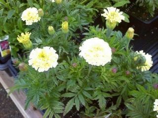 100 Marigold Seed Rare Vanilla Flower Seeds For Home Garden White Color Beautifu