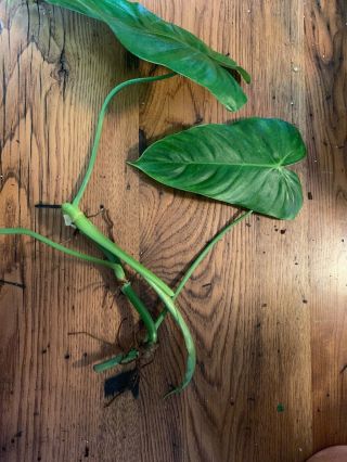 Philodendron Tenue Top Cutting Rare Aroid