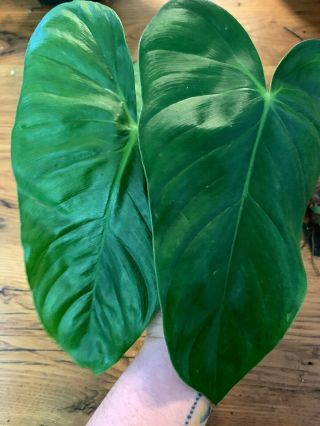 Philodendron Tenue Top Cutting Rare Aroid 2