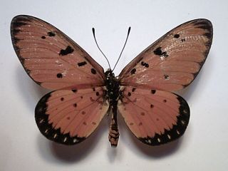 Butterfly/insect/moth Set/spread B5218 Rare Australian Acrae Violae 5cm