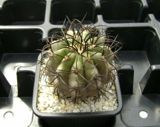Copiapoa Lembckei V.  Magnifica Kk 1393 Own Root Rare Cactus 08146