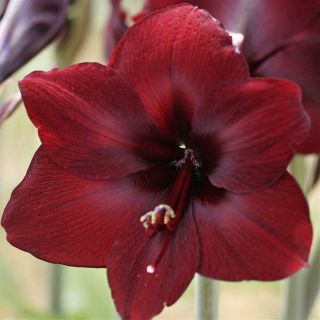 Amaryllis Bulbs Hippeastrum Perennial Resistant Flower Rare Hardy Garden Balcony