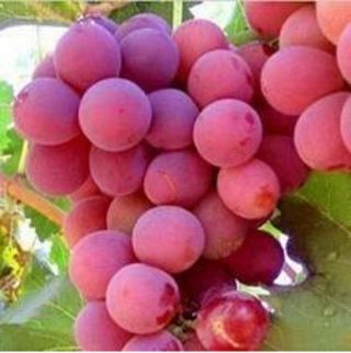 Pre - Order Rare Bohemia Grapes 3 Fresh Cuttings Receive In September