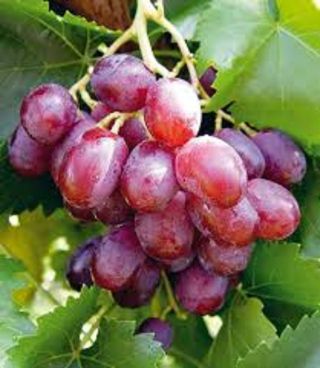 Pre - Order Rare Taldun Grapes 3 Fresh Cuttings Receive In September