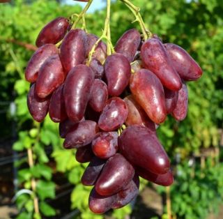 - Order Rare Dubovski Grapes 3 Fresh Cuttings Receive In September