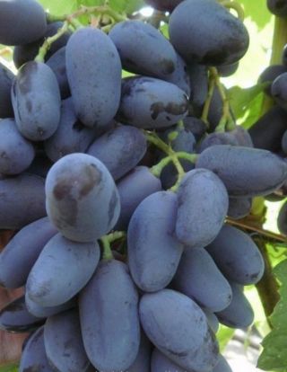 Pre - Order Rare Baykonur Grapes 3 Fresh Cuttings