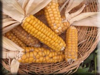Gaspe Flint Corn Seed Heirloom Rare Survival Short Season Dent Corn Seedsaving
