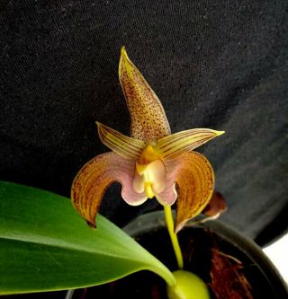 Orchid Species Bulbophyllum Lobbii Blooming Size 1 Plant /rare Orchid