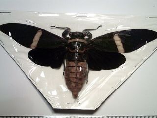 Real Butterfly/insect/moth Set - Spread B5224 Tosena Albata Cicada 13.  5,  Cm Rare