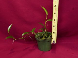 Philodendron Chinchamayense Rare Aroid Monstera Terrarium Plant 3