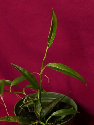 Philodendron Chinchamayense Rare Aroid Monstera Terrarium Plant 4