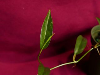 Philodendron Chinchamayense Rare Aroid Monstera Terrarium Plant 5