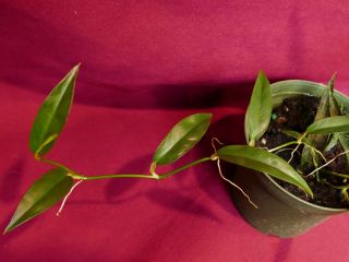 Philodendron Chinchamayense Rare Aroid Monstera Terrarium Plant 6